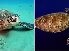 tortugas