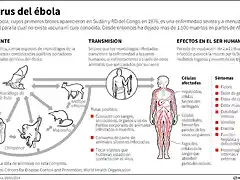 ebola-brote-africa-grave-oms-260614