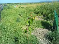 betula pendula