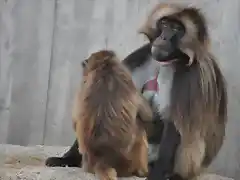 GELADA 6