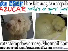 azucar