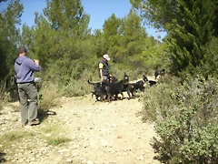 paseo con rottys