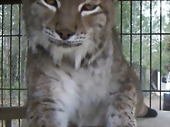 Gato Gato