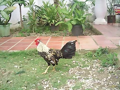 pollo gallino giro de 8 meses