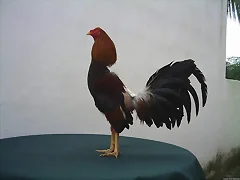 gallo espaol