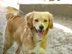 ROCKY-3 ROCKY-3