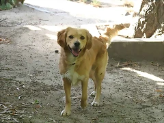 ROCKY-1 ROCKY-1