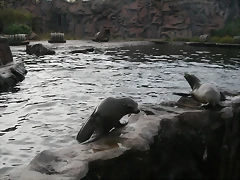 Zoos Wuppertal, Dortmund y Gelsenkirchen 01-10-09 691 Zoos Wuppertal, Dortmund y Gelsenkirchen 01-10-09 691