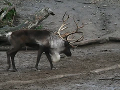 Zoos Wuppertal, Dortmund y Gelsenkirchen 01-10-09 706 Zoos Wuppertal, Dortmund y Gelsenkirchen 01-10-09 706