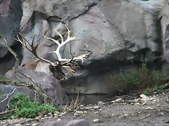 Zoos Wuppertal, Dortmund y Gelsenkirchen 01-10-09 720 Zoos Wuppertal, Dortmund y Gelsenkirchen 01-10-09 720