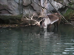 Zoos Wuppertal, Dortmund y Gelsenkirchen 01-10-09 703 Zoos Wuppertal, Dortmund y Gelsenkirchen 01-10-09 703