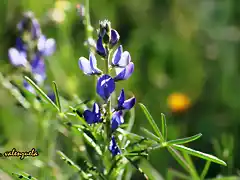 florecillas moradas, marca