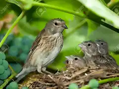 Pardillos nidada se observa bien   los machos de las hembras