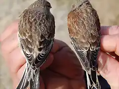 Pardillos vista  de los dorsos el mas marron macho el mas oscuro hembra