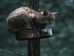 Le Parc des Felins agost 2010 1000 Le Parc des Felins agost 2010 1000