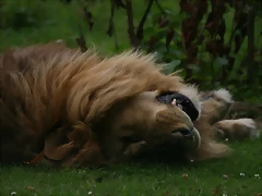 Le Parc des Felins agost 2010 967 Le Parc des Felins agost 2010 967