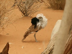 IMG_9995 IMG_9995