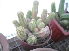 SAM_1362 SAM_1362