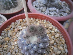 SAM_1367 SAM_1367