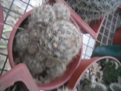 SAM_1366 SAM_1366