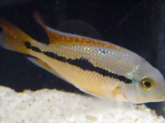 Hypsophrys nicaraguensis (5-8-17 Zoo Zajac)