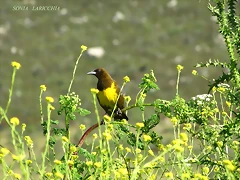 pecho amarillo pecho amarillo