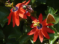 Passiflora manicata 1 (6-10-23 Bioparque Amaru, det yo) Passiflora manicata 1 (6-10-23 Bioparque Amaru, det yo)