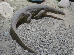 Varanus panoptes 1 (26-9-18 Pairi Daiza) Varanus panoptes 1 (26-9-18 Pairi Daiza)