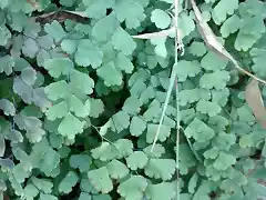 Adiantum capillus-veneris 2