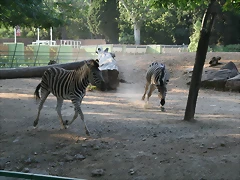 Zoo de Barcelona 423_bis
