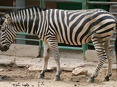 Zoo de Barcelona 426