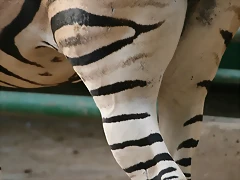 Zoo de Barcelona 423