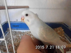 CIMG1374 CIMG1374