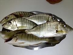 26092010668