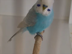 Ángel Ángel
