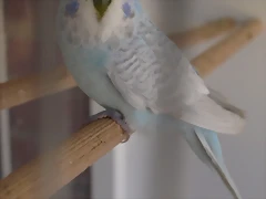 Diluido viudo (2) Diluido viudo (2)