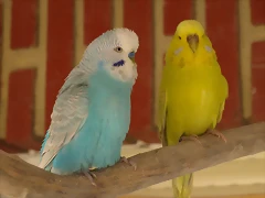 Ángel y diluida (1) Ángel y diluida (1)