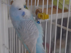 Diluido viudo (3) Diluido viudo (3)
