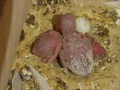 Pollos Fermina II Pollos Fermina II