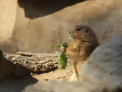 Zoo de Barcelona 10-03-12 685 Zoo de Barcelona 10-03-12 685