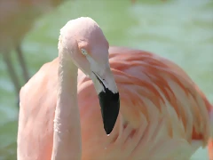 Zoo de Barcelona 10-03-12 707 Zoo de Barcelona 10-03-12 707