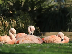 Zoo de Barcelona 10-03-12 543 Zoo de Barcelona 10-03-12 543