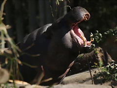 Zoo de Barcelona 10-03-12 586 Zoo de Barcelona 10-03-12 586