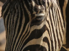Zoo de Barcelona 10-03-12 071 Zoo de Barcelona 10-03-12 071