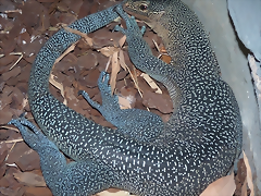 Varanus caerulivirens (6-8-17 Zoo K?ln) Varanus caerulivirens (6-8-17 Zoo K?ln)