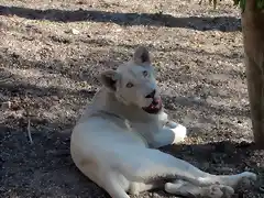 Le?n blanco (Panthera leo krugeri).