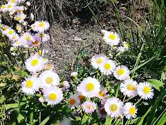 Small Chrysanthemum