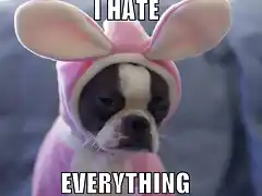 i-hate-everything-funny-dog-in-bunny-costume