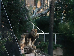 Zoo de Barcelona 11-12-2010 396 Zoo de Barcelona 11-12-2010 396