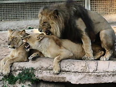 Zoo de Barcelona 11-12-2010 273 Zoo de Barcelona 11-12-2010 273